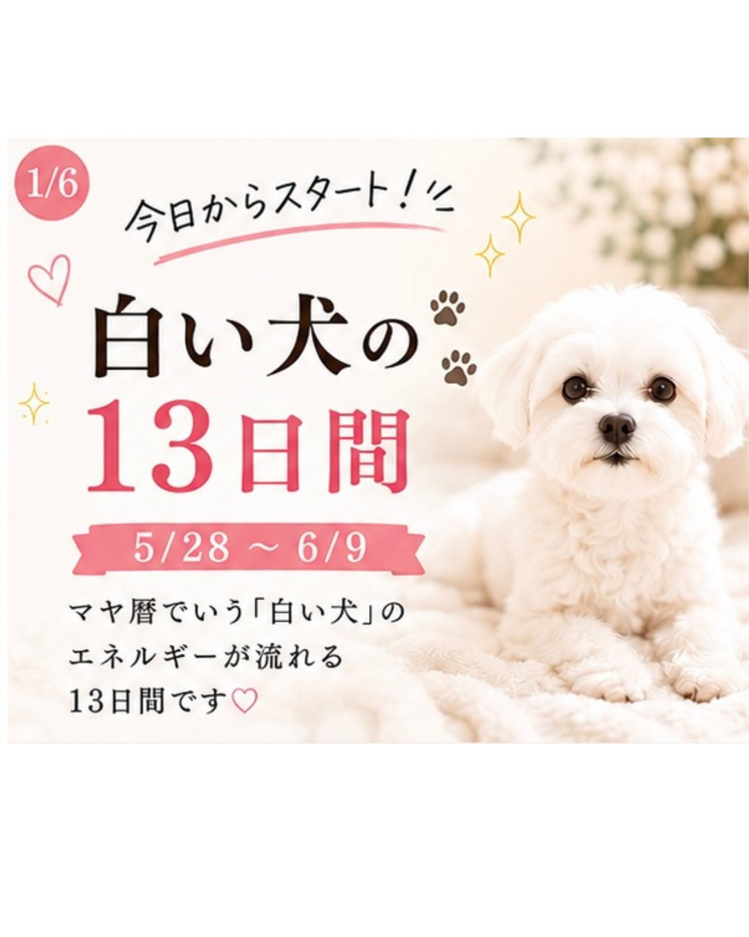 【今日から “白い犬の13日間” がスタート🐶🤍】